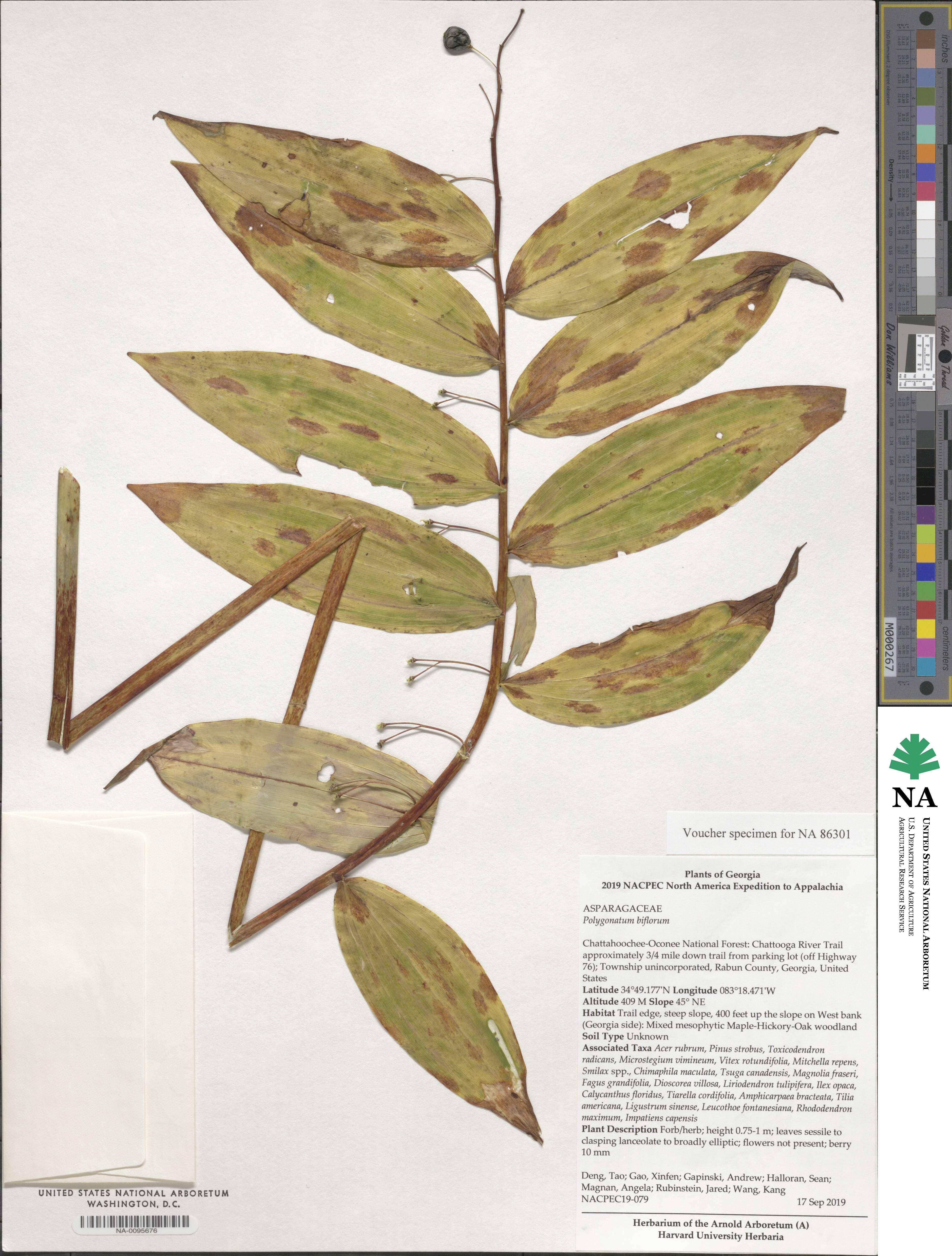 Polygonatum biflorum image