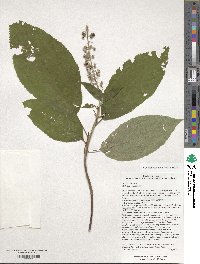 Clethra acuminata image