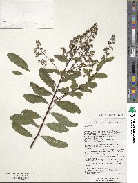 Spiraea alba var. latifolia image