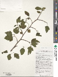 Physocarpus opulifolius image