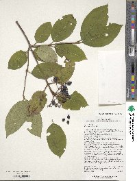 Viburnum cassinoides image