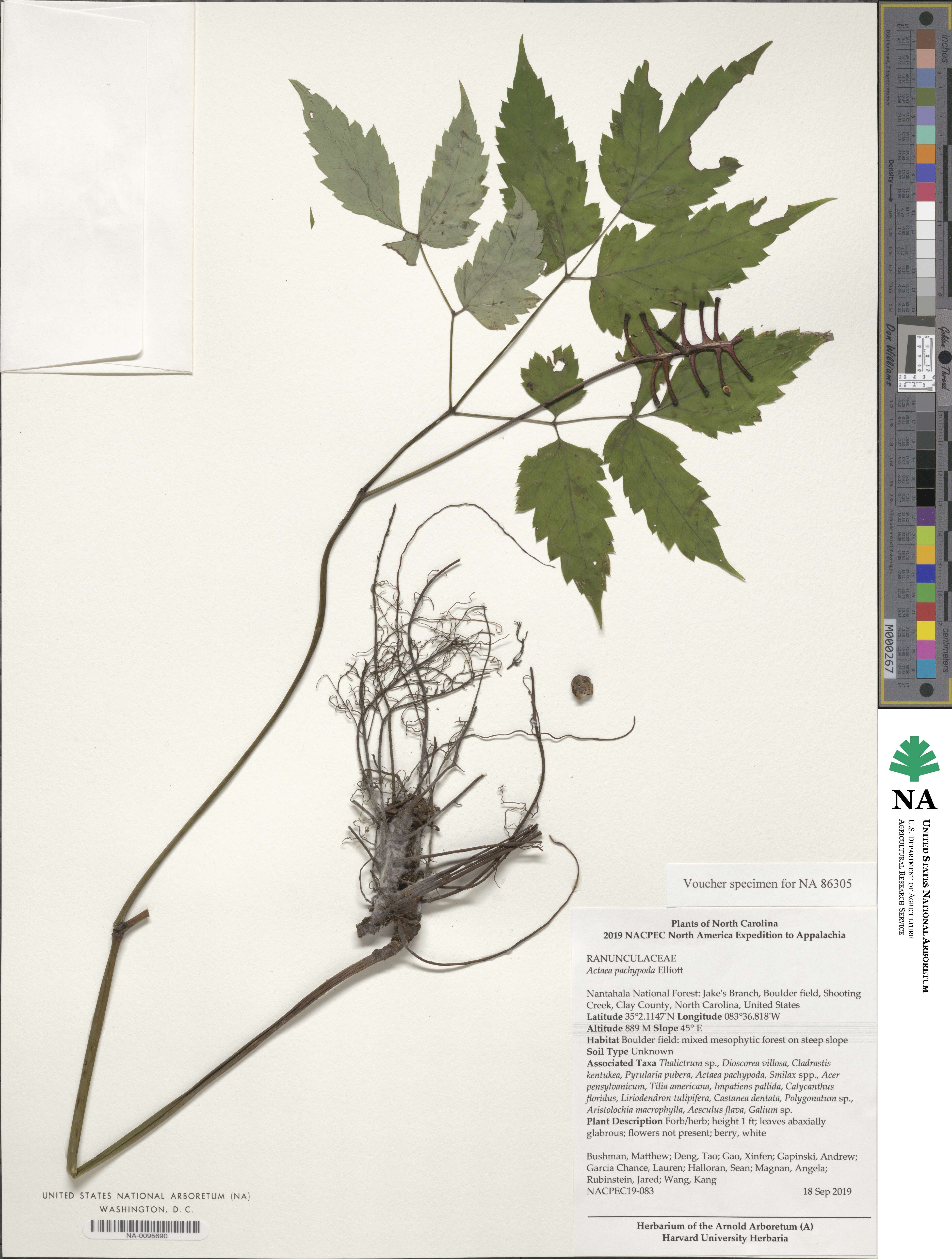 Actaea pachypoda image