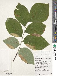 Cladrastis kentukea image