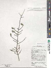 Tsuga canadensis image