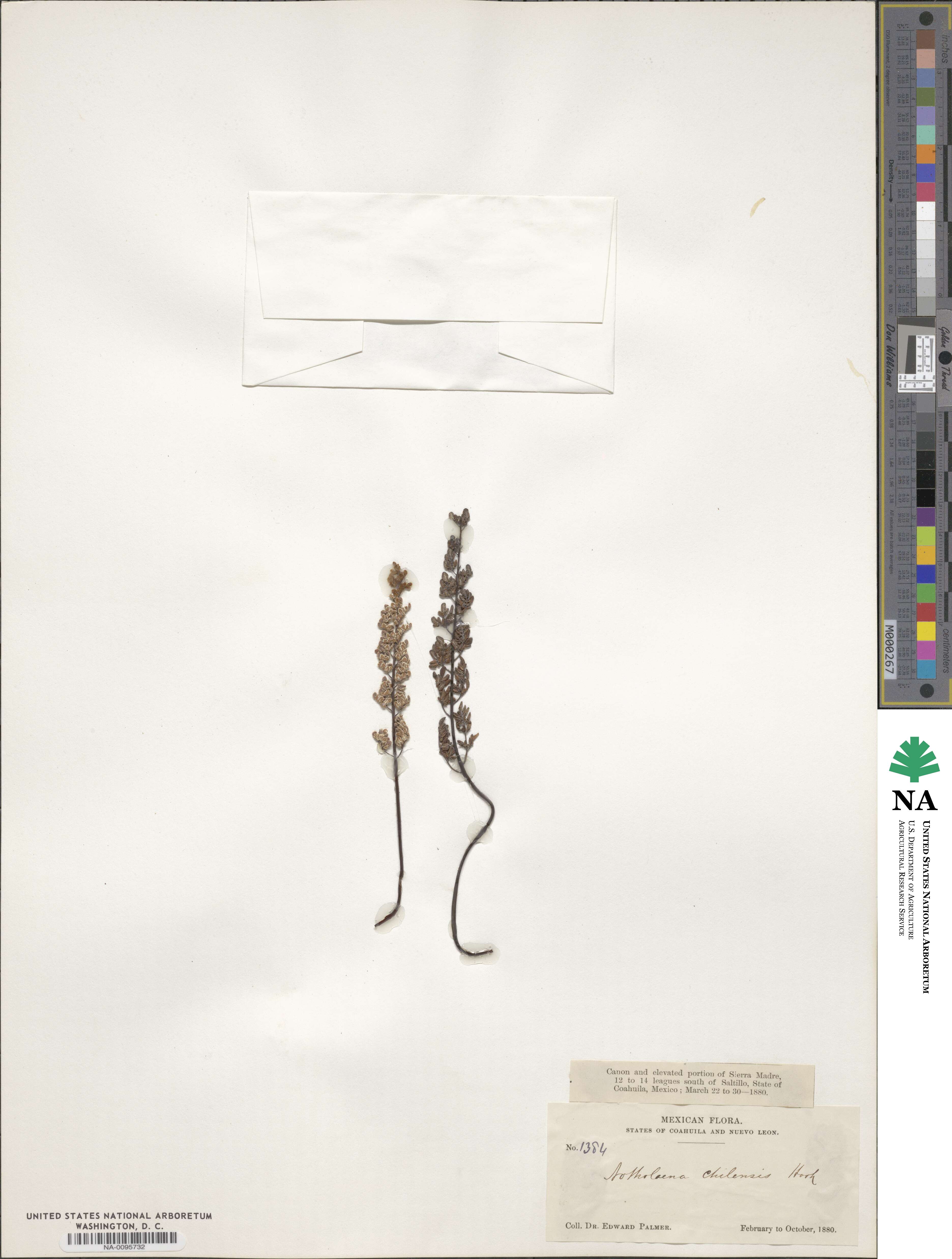 Argyrochosma chilensis image