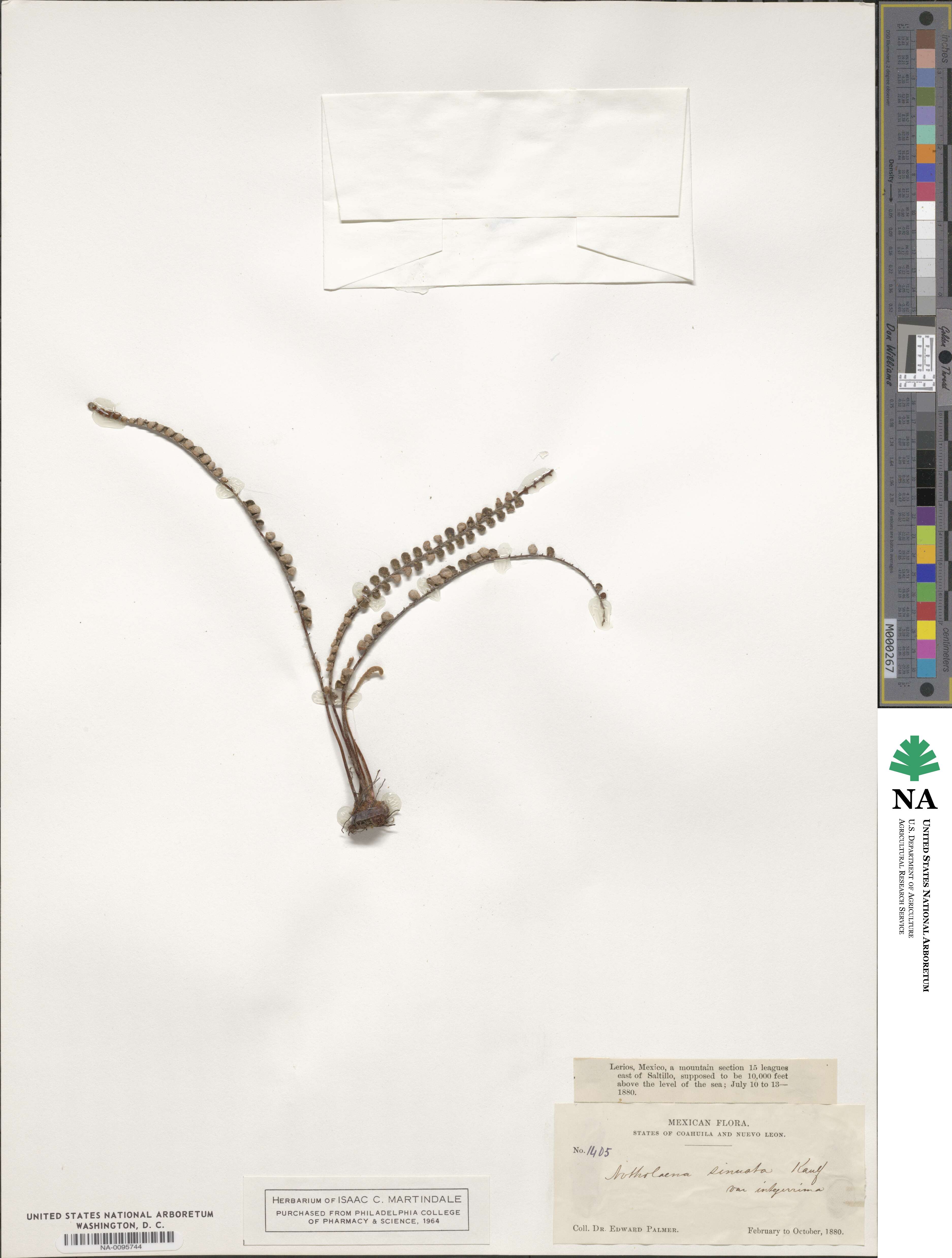 Astrolepis integerrima image