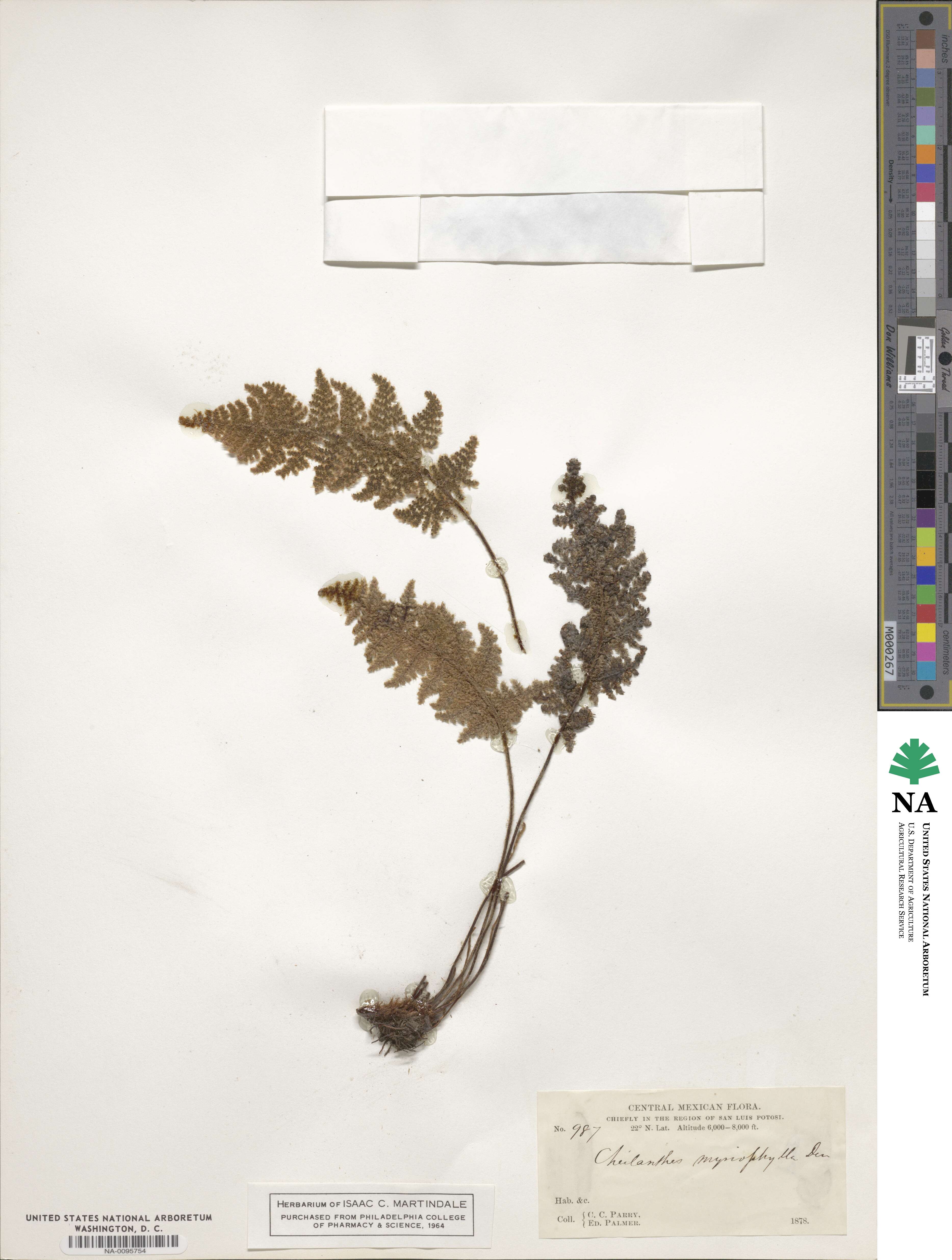 Myriopteris myriophylla image