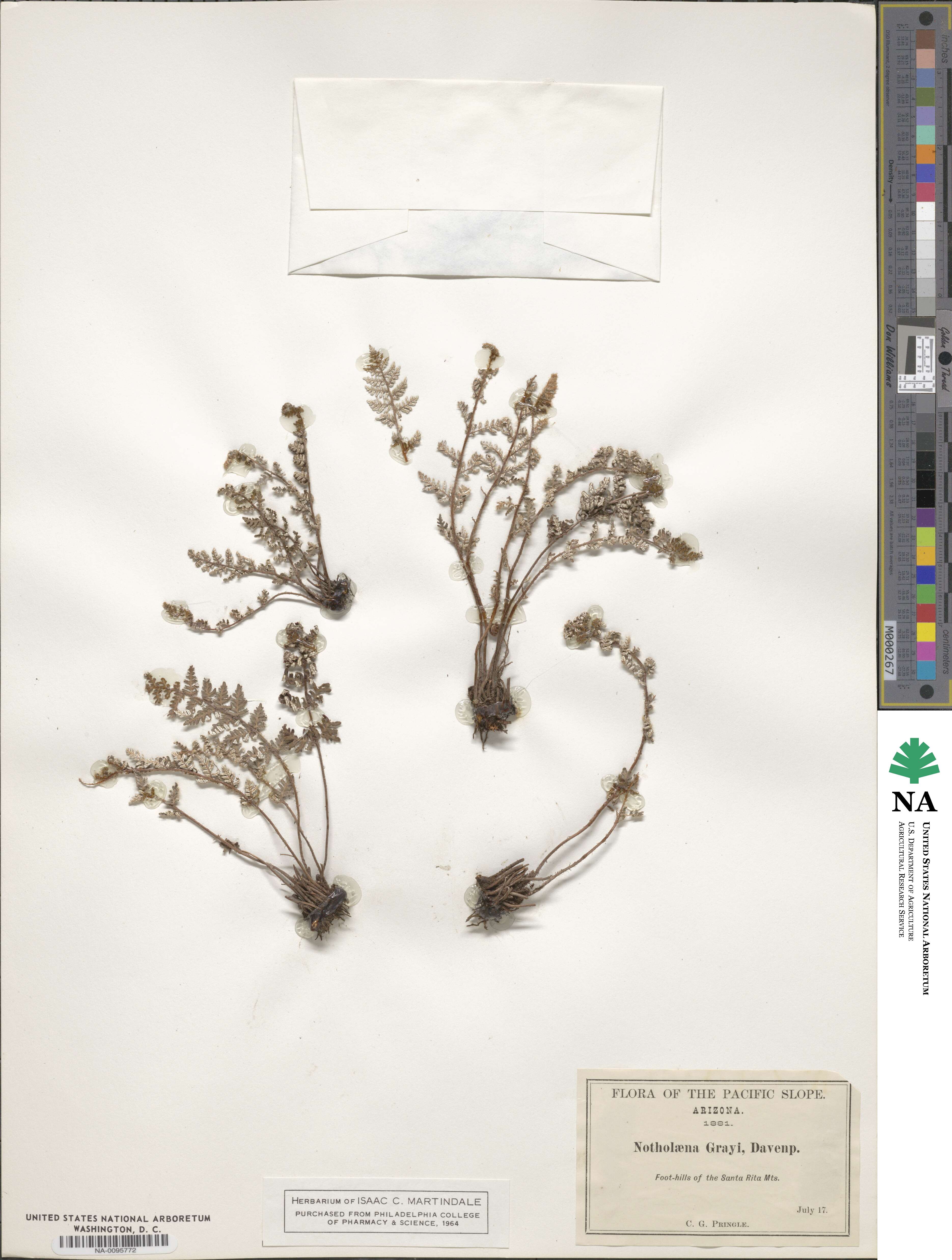 Notholaena grayi image