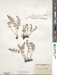 Myriopteris newberryi image