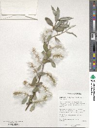 Salix alba image