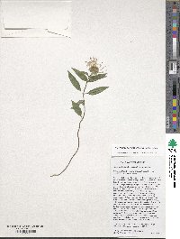 Image of Monarda brevis