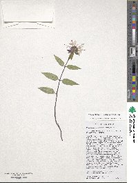 Monarda brevis image