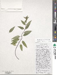 Monarda brevis image