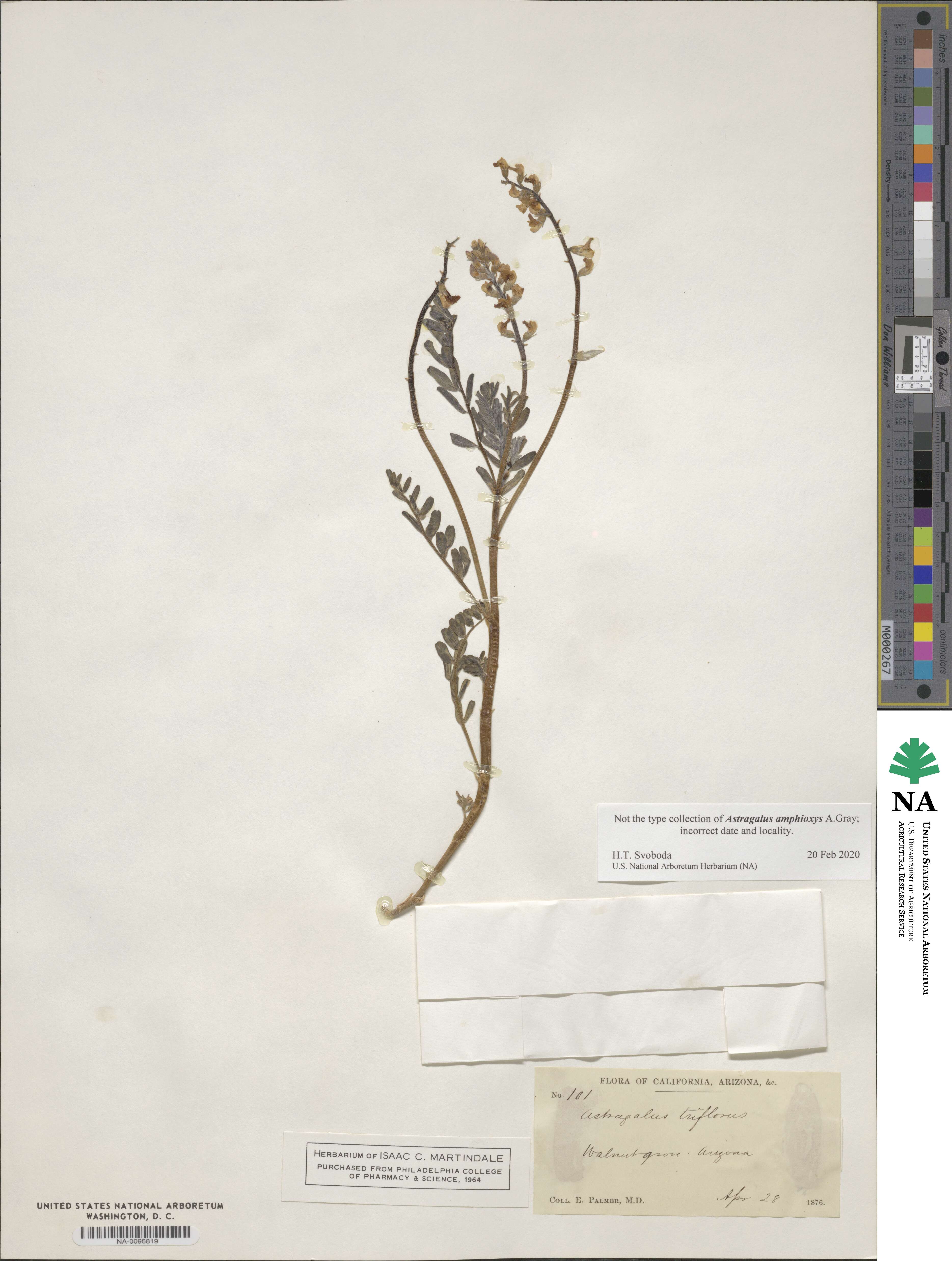 Astragalus triflorus image