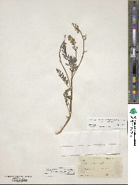 Astragalus triflorus image