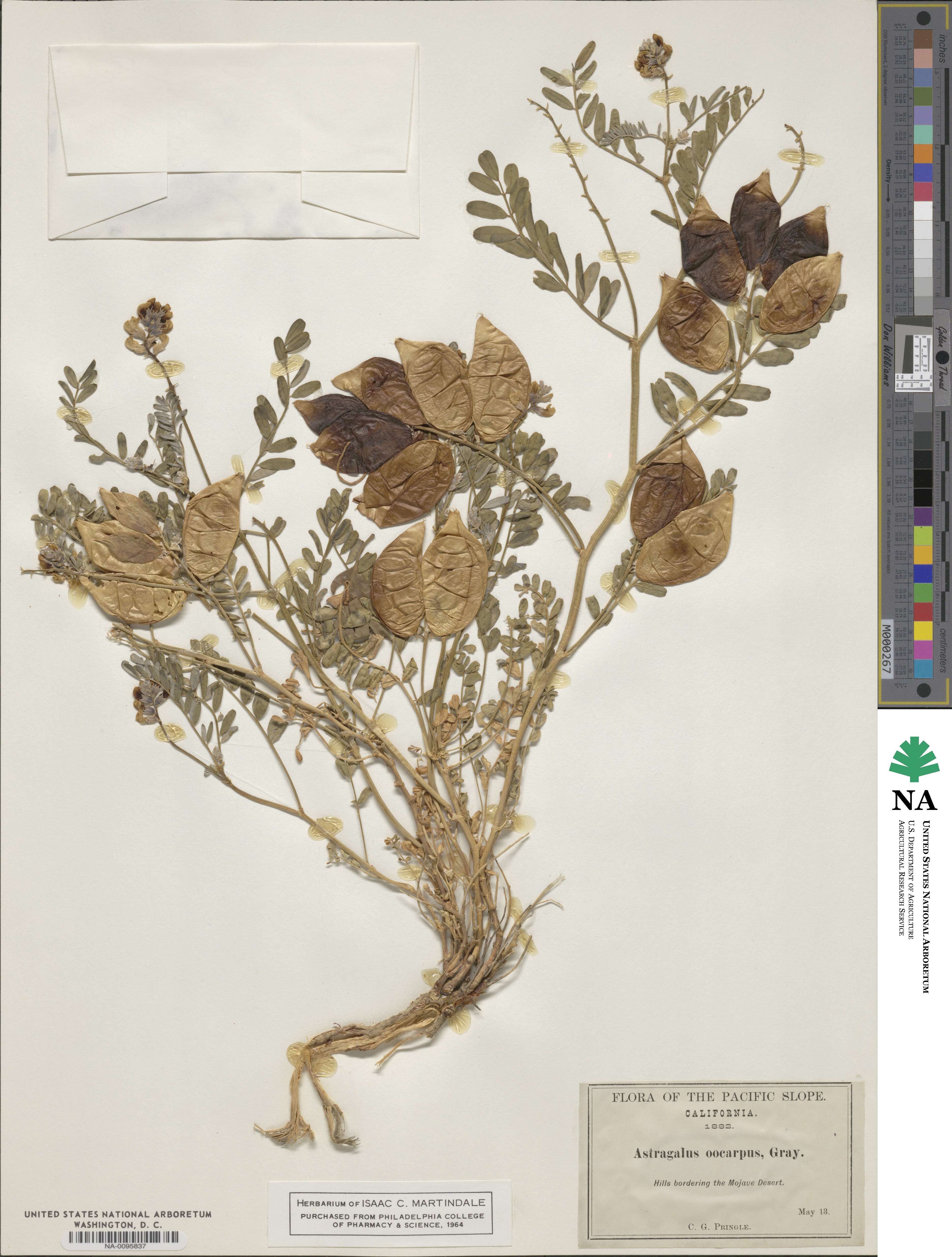 Astragalus oocarpus image