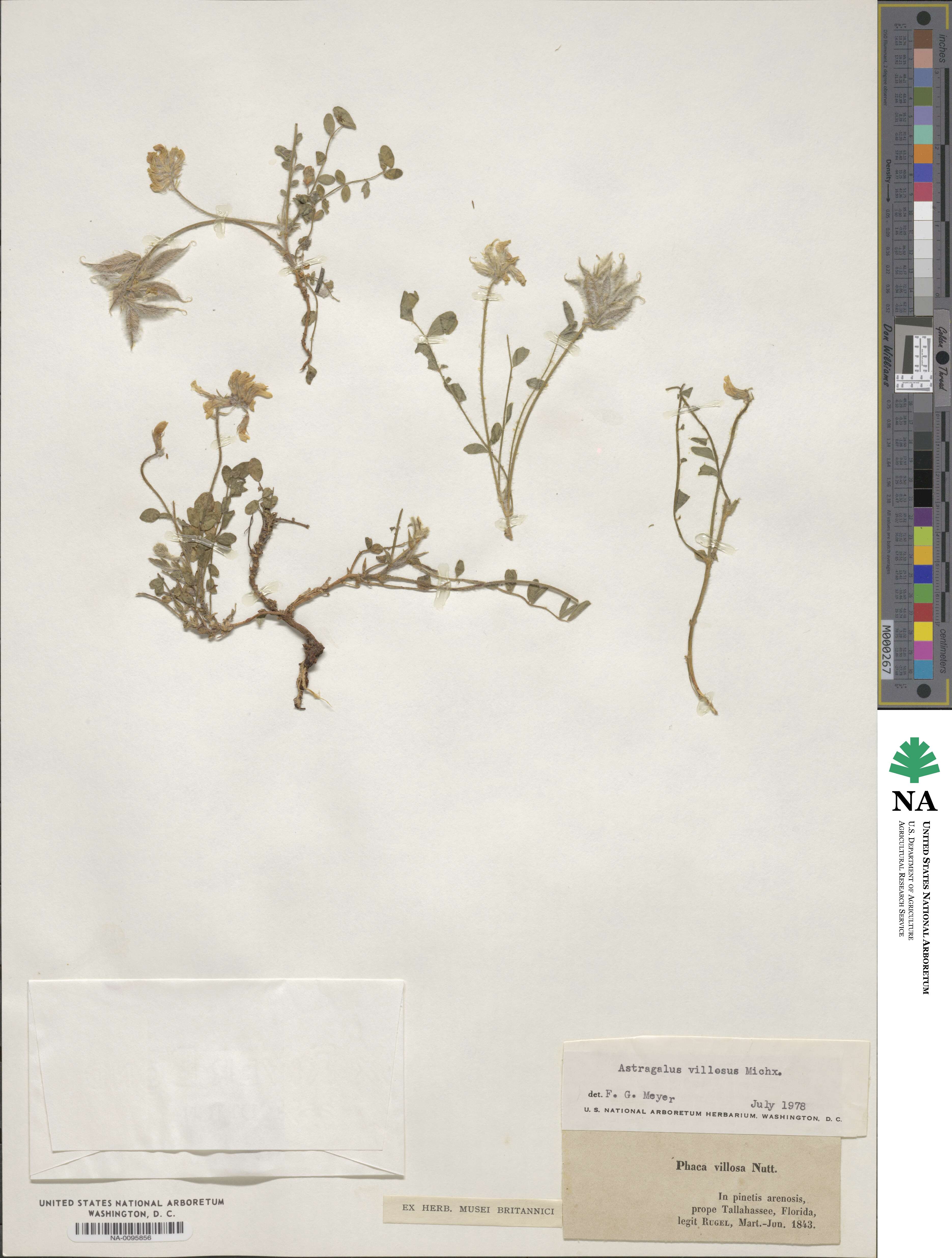 Astragalus villosus image