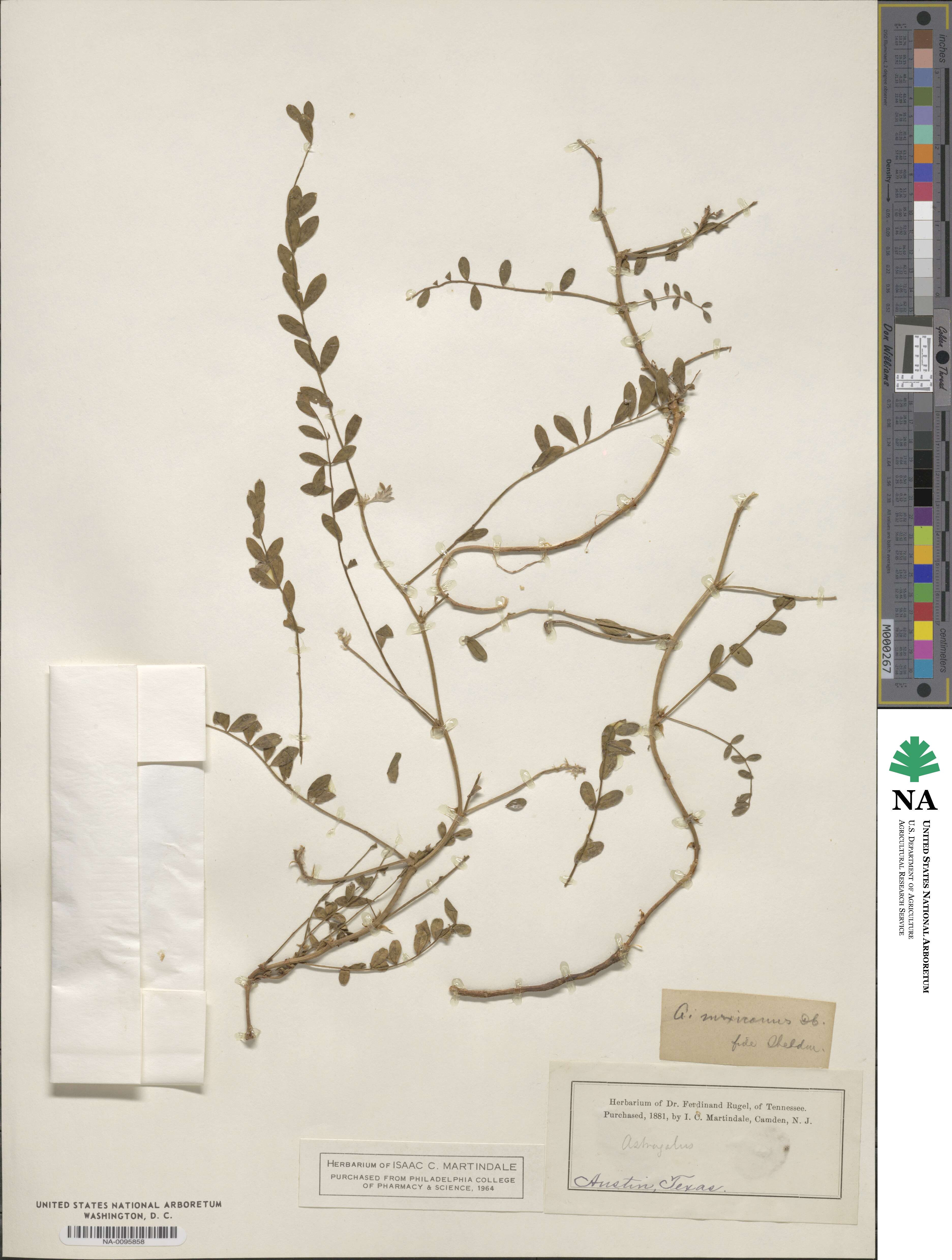 Astragalus crassicarpus image