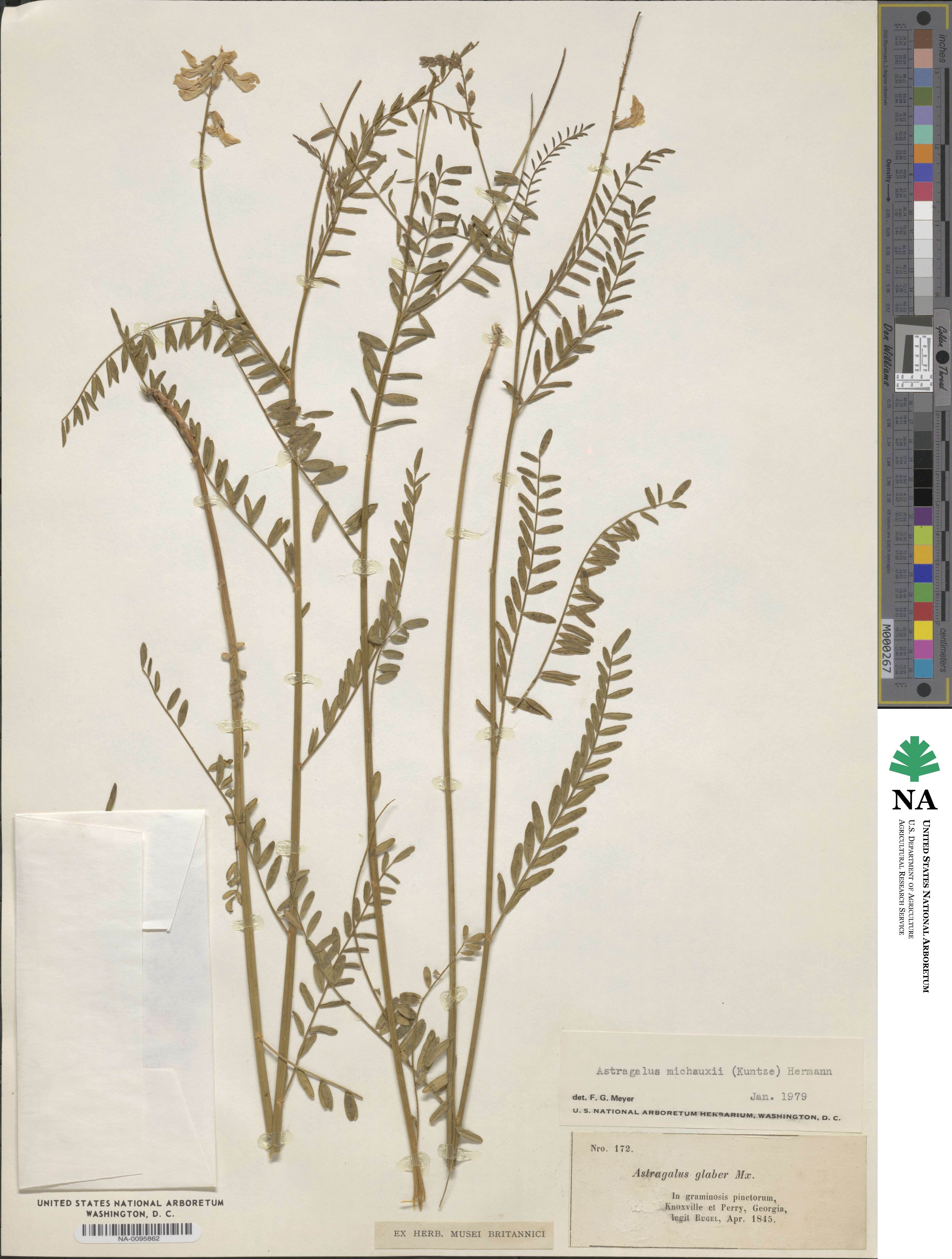 Astragalus michauxii image