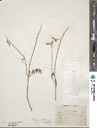 Astragalus collinus image