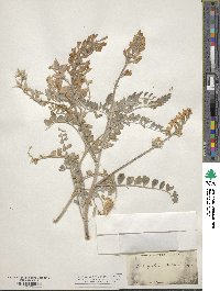 Astragalus lentiginosus image