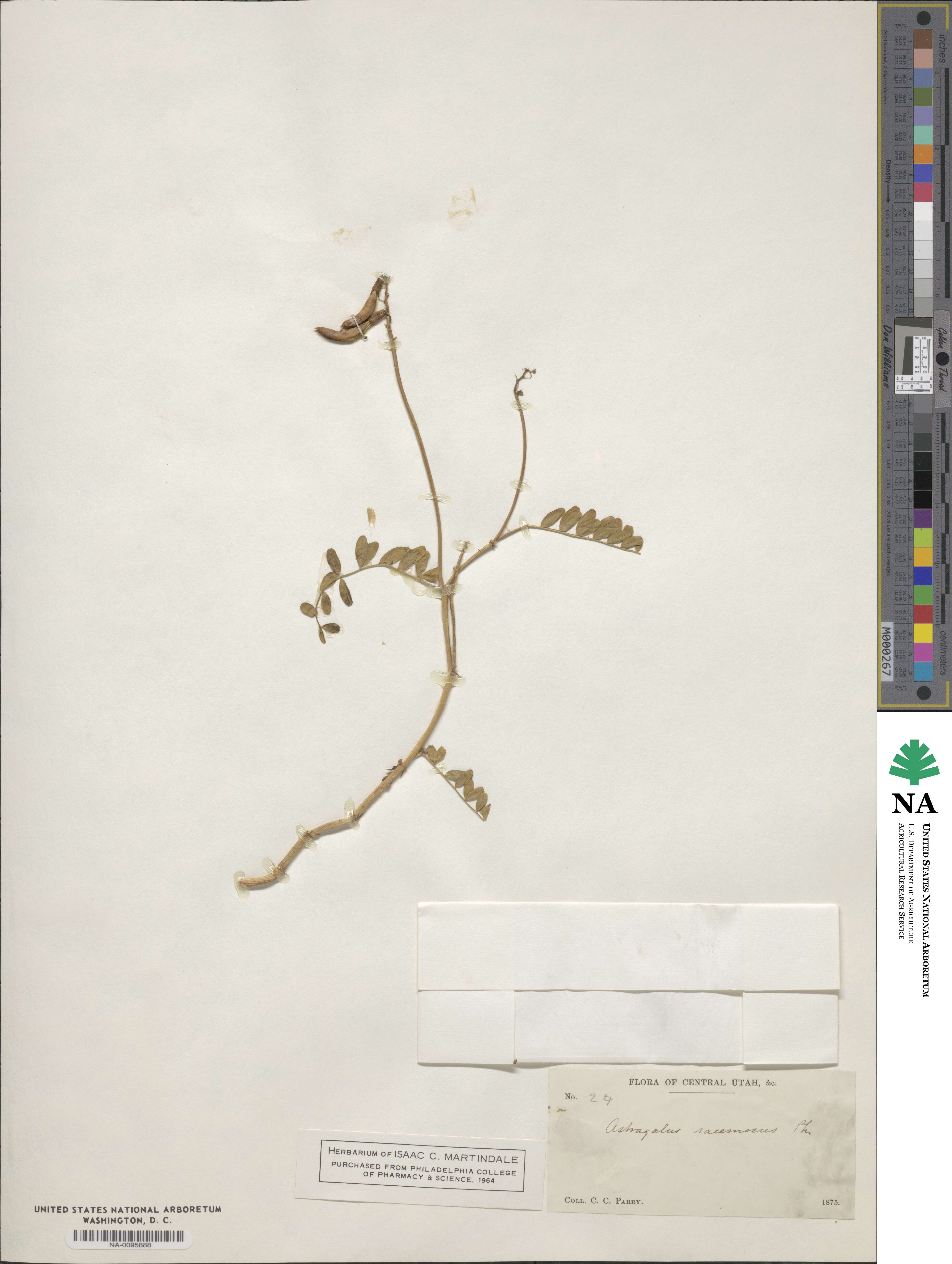 Astragalus racemosus image