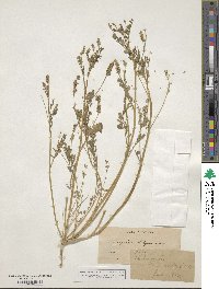 Astragalus didymocarpus image