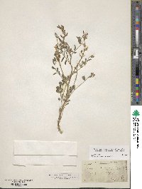 Astragalus lentiginosus image