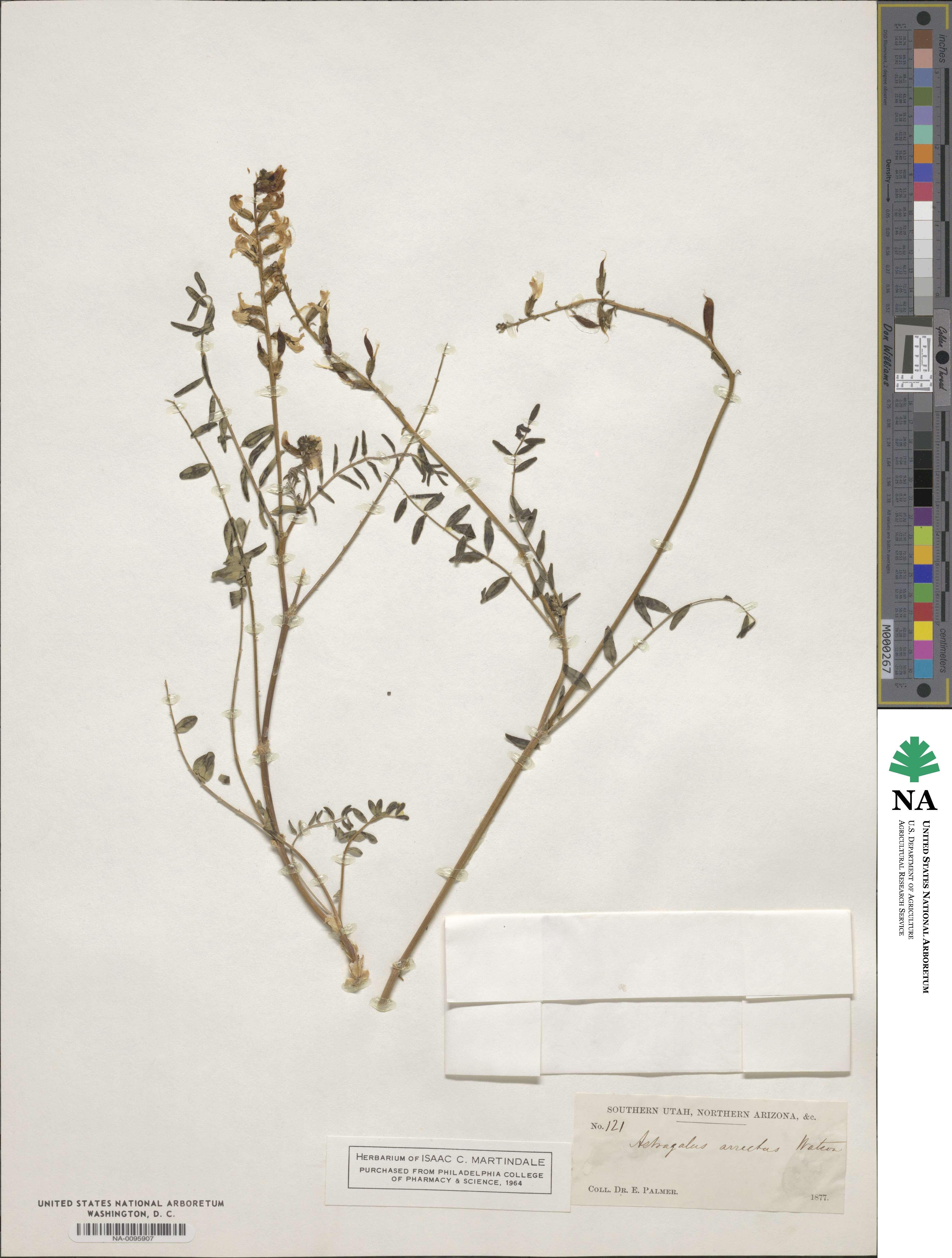 Astragalus arrectus image