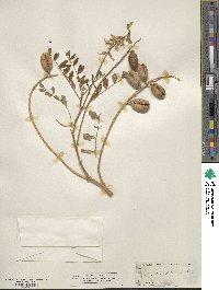 Astragalus lentiginosus image