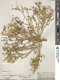 Astragalus lentiginosus image