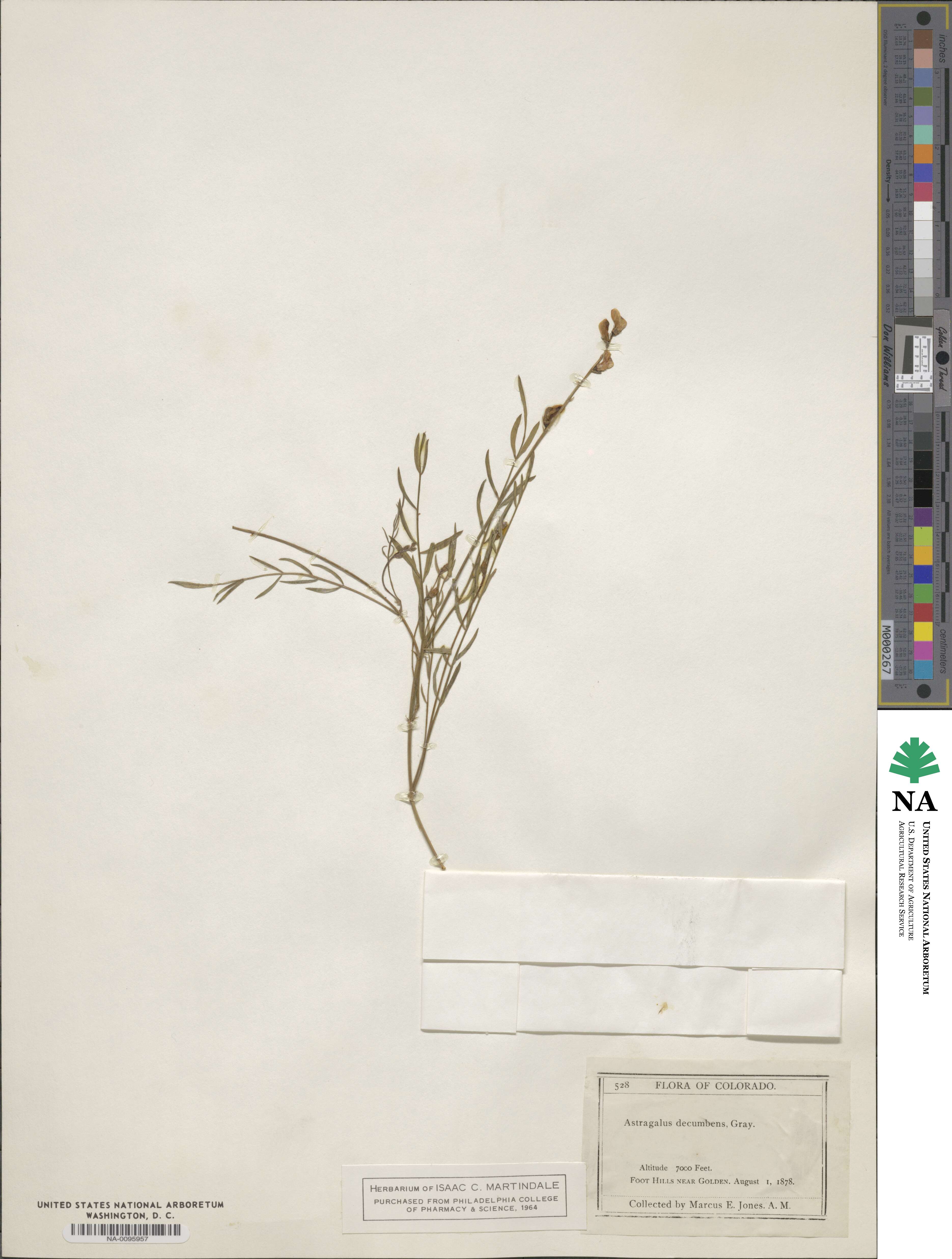 Astragalus decumbens image
