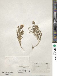 Astragalus hypoglottis image