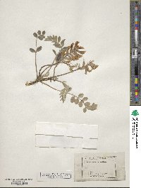 Astragalus shortianus image