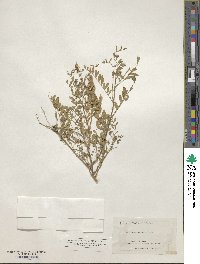 Astragalus sparsiflorus image