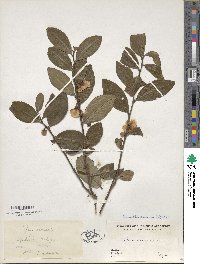 Image Associated With the Occurence