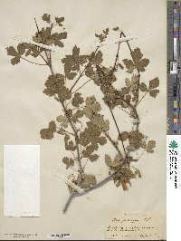 Acer glabrum image