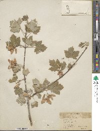 Acer glabrum image