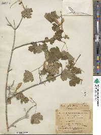 Acer glabrum image