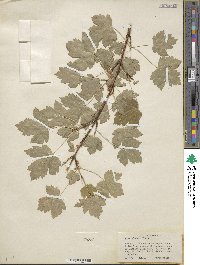 Acer glabrum image