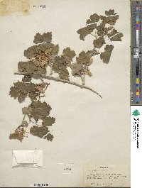 Acer glabrum image