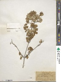 Acer glabrum image