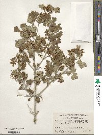 Acer glabrum image