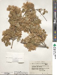 Acer glabrum image