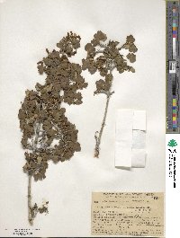 Acer glabrum image