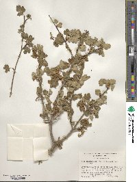 Acer glabrum image