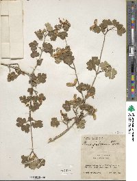 Acer glabrum image