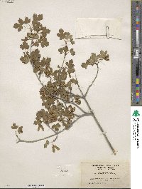 Acer glabrum image