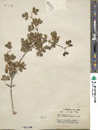 Acer glabrum image