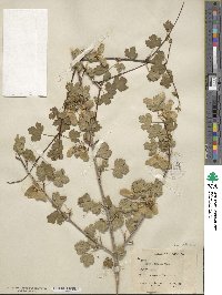 Acer glabrum image